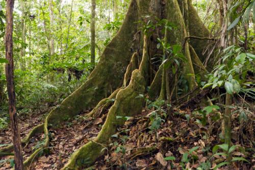 Sloths In The Amazon Rainforest Deforestation Of The Amazon Rainforest