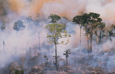 Climate Change and Tropical Forests | Global Forest Atlas